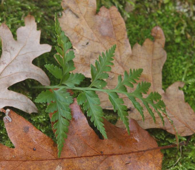 Asplenium onopteris e Asplenium adiantum-nigrum